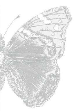 Left butterfly wing